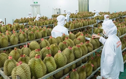 Xuất khẩu nông lâm thủy sản lập kỷ lục mới sau 11 tháng