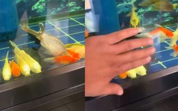 Cả đàn cá lăn ra ngủ trưa khiến gia chủ giật mình thon thót