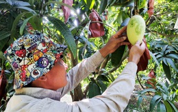 Trái xoài: Thực phẩm rất tốt cho mắt và sức khỏe tim mạch