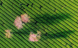 Mai anh đào vào mùa, Đà Lạt ‘siết’ chuẩn dịch vụ đón khách nghỉ dưỡng