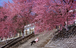 Lên đồ ngắm mùa hoa mai anh đào ở Hà Giang