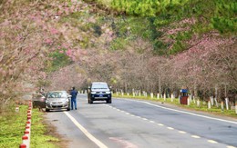 Tết dương lịch 2026, Măng Đen đã kín phòng, nhưng du khách vẫn còn lựa chọn