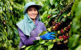 Xuất khẩu nông lâm thủy sản năm 2025 đạt 70,09 tỉ USD, cao nhất từ trước đến nay