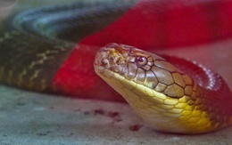 Ngoài rừng U Minh Thượng, rắn hổ mang chúa có ở nơi nào và nọc độc rắn trị được bệnh gì?