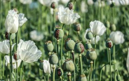 Diện tích trồng cây thuốc phiện ở Myanmar tăng lên mức cao nhất trong một thập kỷ