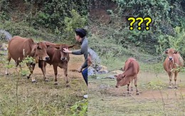 Cười sảng với thanh niên ra tận đồng cỏ tìm bò mẹ để mắng vốn