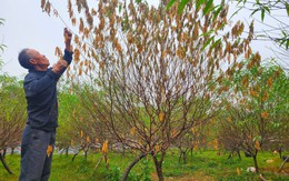 Người dân ở thủ phủ đào phai Hà Tĩnh lo mất vụ Tết vì đào chết hàng loạt