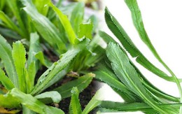 Những bài thuốc hữu ích từ cây ngò gai