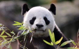 Trung Quốc tung 'ngoại giao gấu trúc', gọi Pháp là đối tác thương mại 'không thể thay thế'