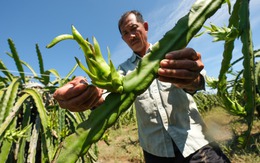 Nhà vườn thanh long Bình Thuận mất trắng vì lũ