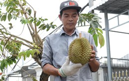 Nông dân Đồng Tháp vào vụ thu hoạch sầu riêng nghịch mùa, giá lên xuống theo ngày