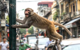 Nhiều người ở Đồng Nai bị khỉ hoang tấn công khi đang ở trong phố