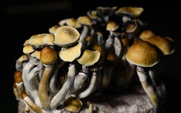 Nước châu Âu đầu tiên cho phép dùng nấm 'ma thuật' chữa trầm cảm