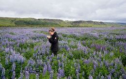 Iceland: Những cánh đồng hoa tím tuyệt đẹp đang đe dọa hệ sinh thái bản địa
