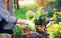 Cây cối cũng biết tung 'tin giả' lừa đồng loại