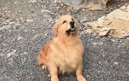 Chú chó cay cú khi sen làm hỏng bát đựng cơm