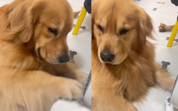 Chú chó giận dỗi vì bị cô chủ tắt quạt