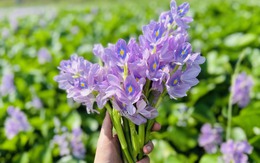 Về miền Tây ngắm hoa lục bình nhuộm tím bờ ao