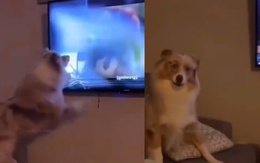 Chú chó đập vỡ màn hình tivi vì tưởng đồng bọn lao ra cắn mình