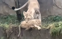 Sư tử vội vàng cứu con ngã xuống ao