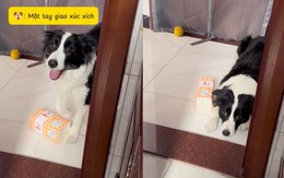 Cười sảng với chú chó lém lỉnh