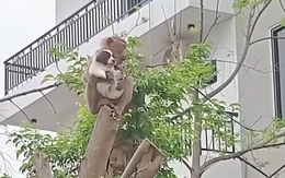 Khỉ bế cún con leo lên ngọn cây chơi vì tưởng là gấu bông