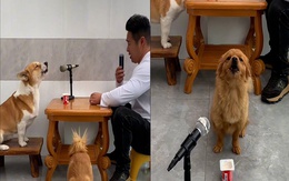 Hai chú chó hát song ca với cậu chủ siêu ngầu