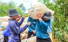 Ngân hàng Nhà nước chỉ đạo cung ứng vốn cho thu mua lúa gạo