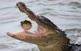 Ảnh vui 16-3: Bức ảnh phát ra âm thanh