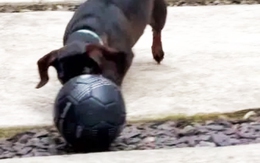 Chú chó Rocky và cơn khát danh hiệu 70 năm của Newcastle