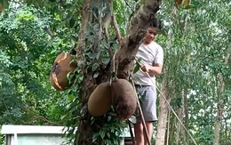 Màn hạ trái mít đi vào lòng đất