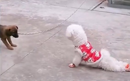 Chú chó lêu lêu đồng bọn bị xích