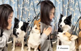 Chú chó corgi nổi quạu khi bị cô chủ nói xấu