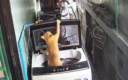 Mèo vô tình nhốt mình vào trong máy giặt