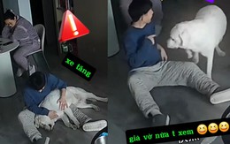 Chú chó giả vờ xỉu bị ông chủ bắt bài