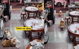 Chú chó nổi cáu với đồng bọn lề mề