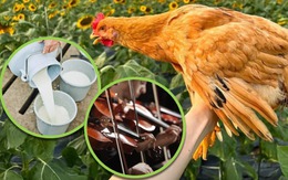 Con gà lớn lên từ 'nhạc và sữa' được bán với giá trên thiên đình