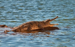 Môn chèo thuyền tại Olympic 2032 sẽ diễn ra trên sông có cá sấu