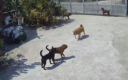Chó 'đại ca' giải cứu đàn em bị bắt nạt