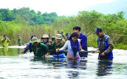 Gà lôi lam mào trắng: Để có cuộc hồi hương thực sự