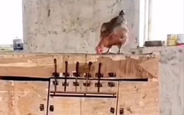 Gà mái giải cứu bạn đời bị ông chủ nhốt