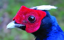 Từ Bỉ, gà lôi lam mào trắng Việt Nam hồi cố hương