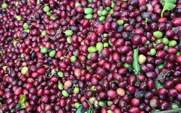 Giá cà phê trong nước và thế giới cùng quay đầu giảm