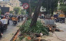 Thi công vỉa hè làm ảnh hưởng rễ cây xanh, nhà thầu nói: 'Không tránh khỏi làm đứt rễ cây'
