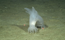 Sự sống chật vật hồi sinh sau tác động của việc khai khoáng dưới biển sâu