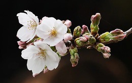 Mùa hoa anh đào ở Nhật Bản đến sớm 5 ngày