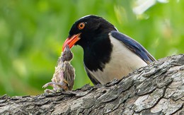 Phượng hoàng đất trong sở thú ăn thịt con