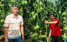 Kẻ xấu cắt gốc, phá vườn chanh sắp thu hoạch, công an đang truy tìm