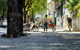 Nhiều cây xanh ở TP.HCM bị ảnh hưởng do làm vỉa hè