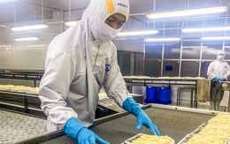 Sóc Trăng lần đầu xây nhà máy chế biến cá rô phi xuất khẩu